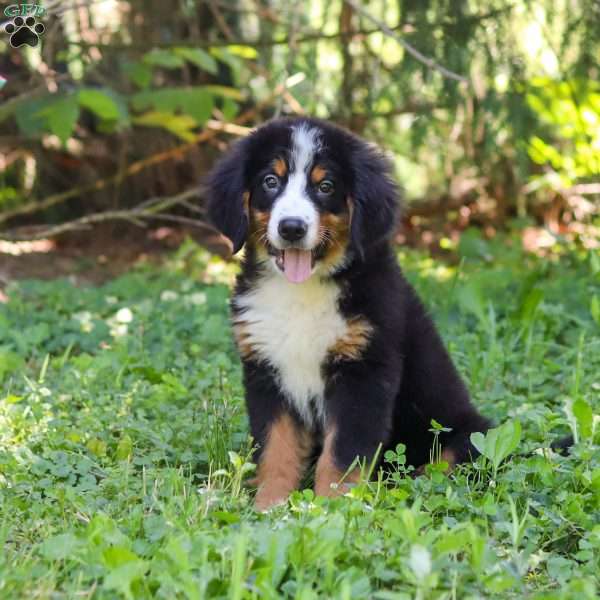 Ned, Bernese Mountain Dog Puppy